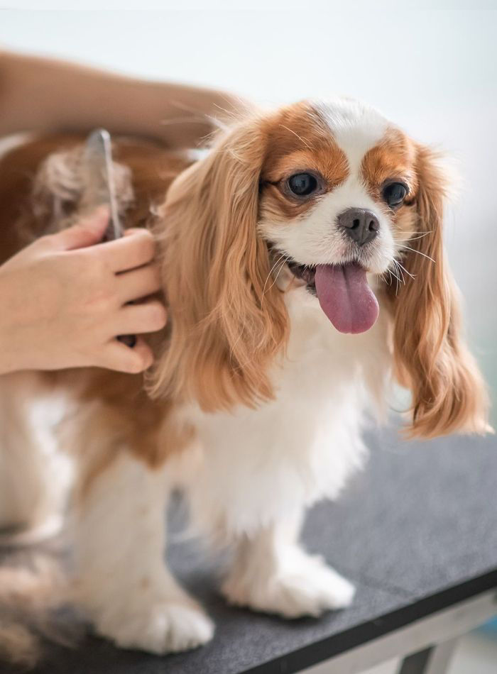 dog being brushed by a pet groomer