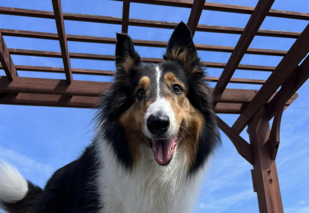 Puppy waiting for treat.