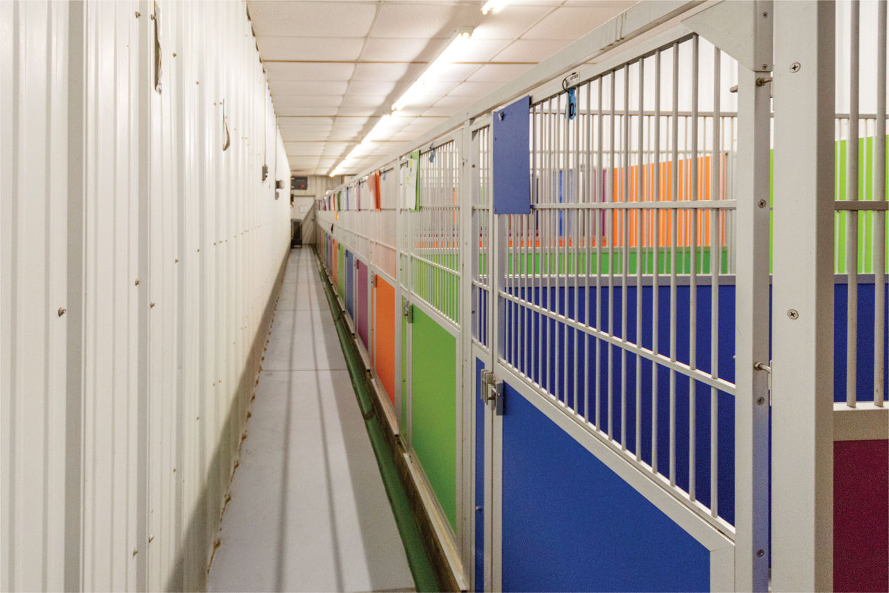 colorful-boarding-kennels