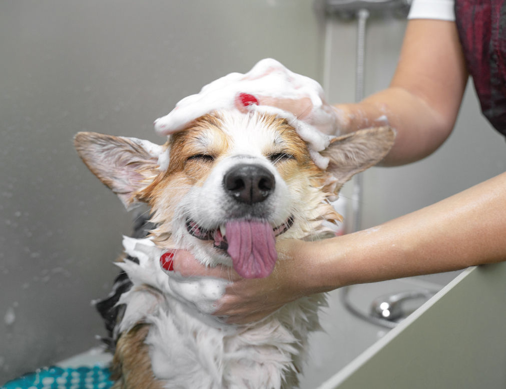 Groomer giving a dog a bath