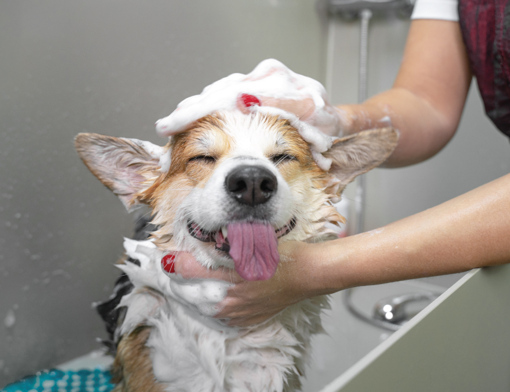 corgi-bath-happy