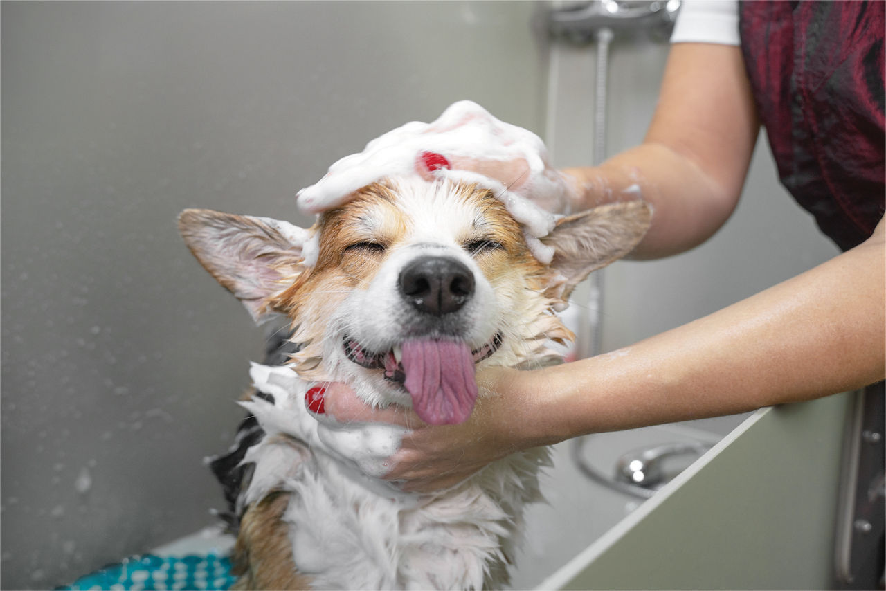 Groomer giving a dog a bath
