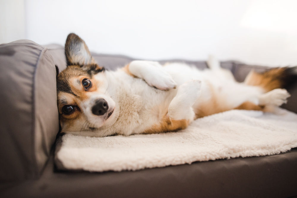 Corgi laying in dog bed.