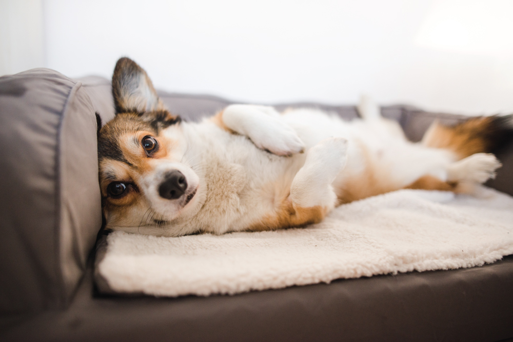 corgi-bed