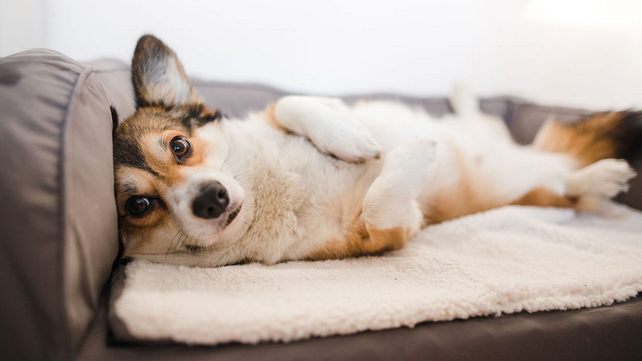 corgi-dogbed-laying-boarding