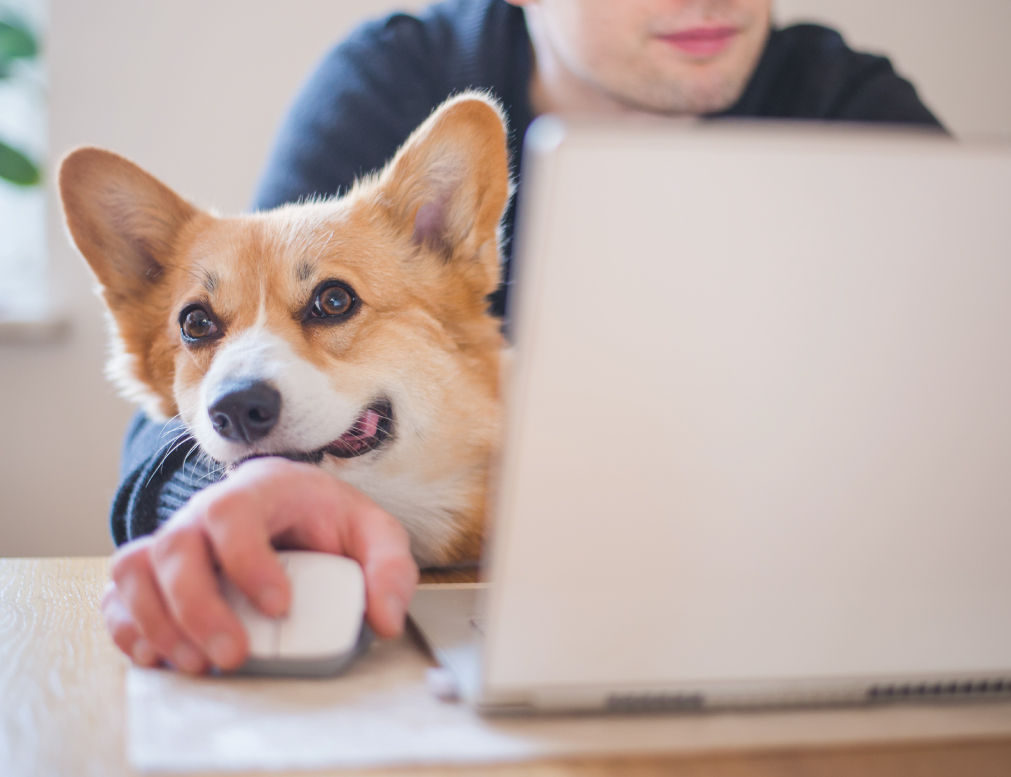 Corgi sitting in front of computer.