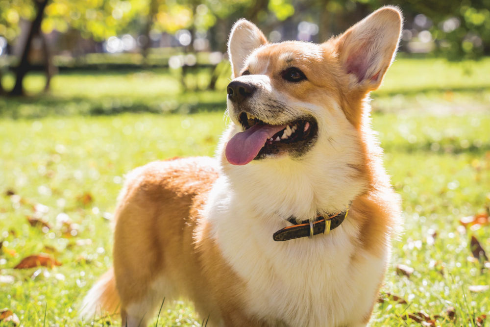 Corgi smiling.