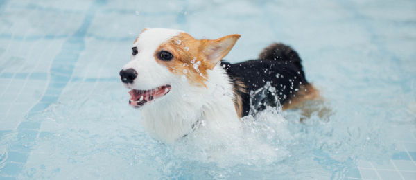 Corgi swimming in a pool