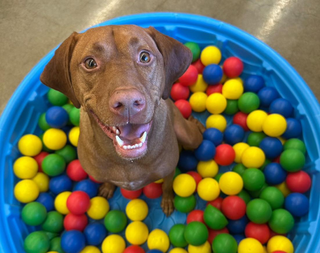 dog is being trained