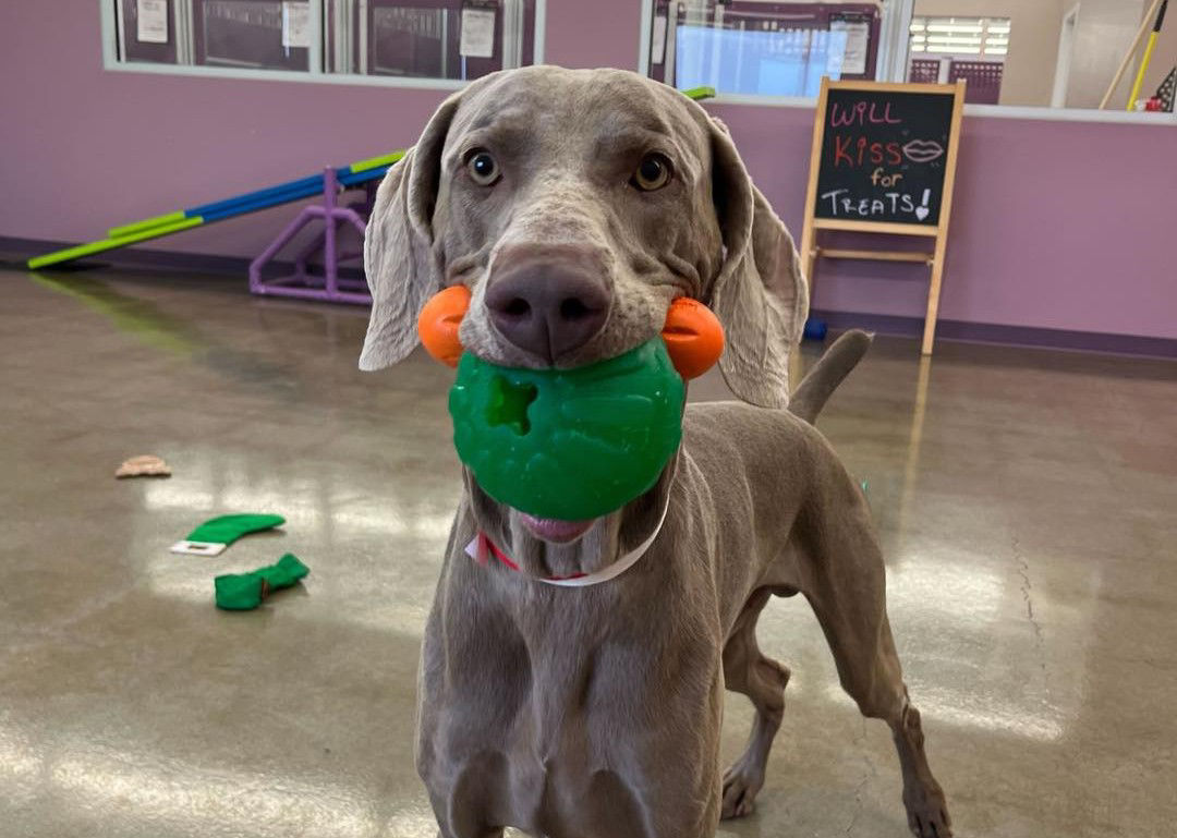 dogs playing with ball