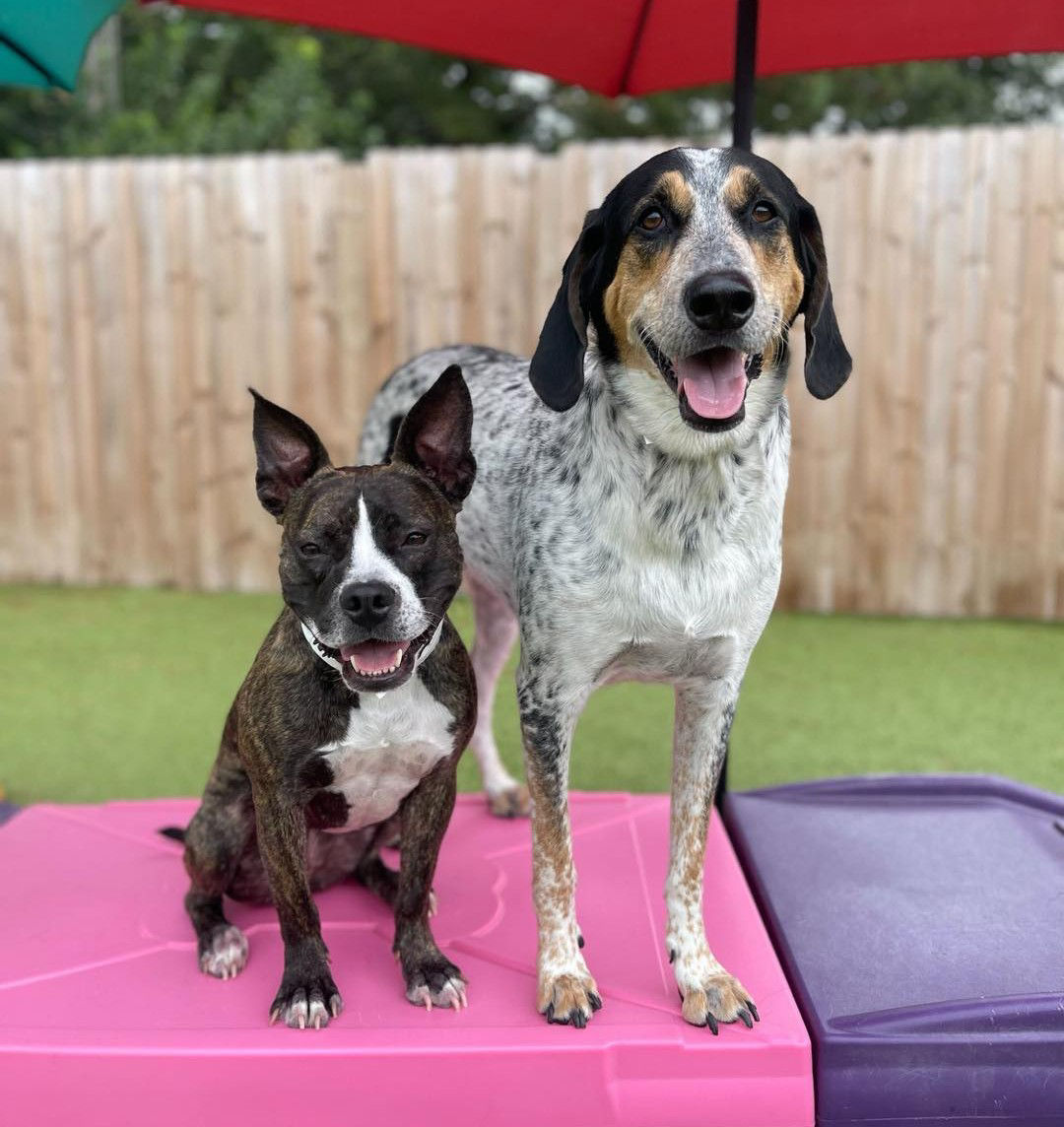 dogs playing with ball