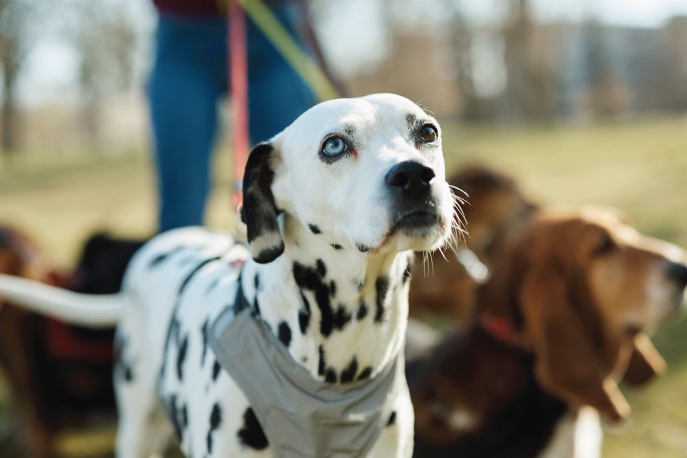 Dalmation leading walking dogs.