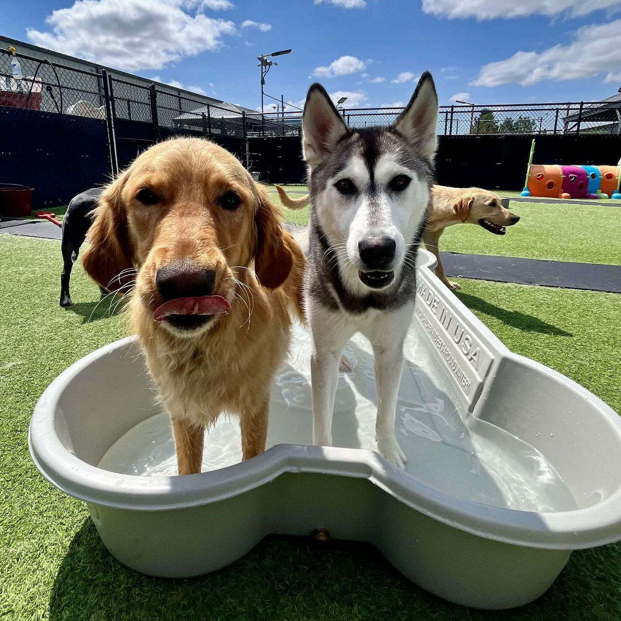 dogs playing