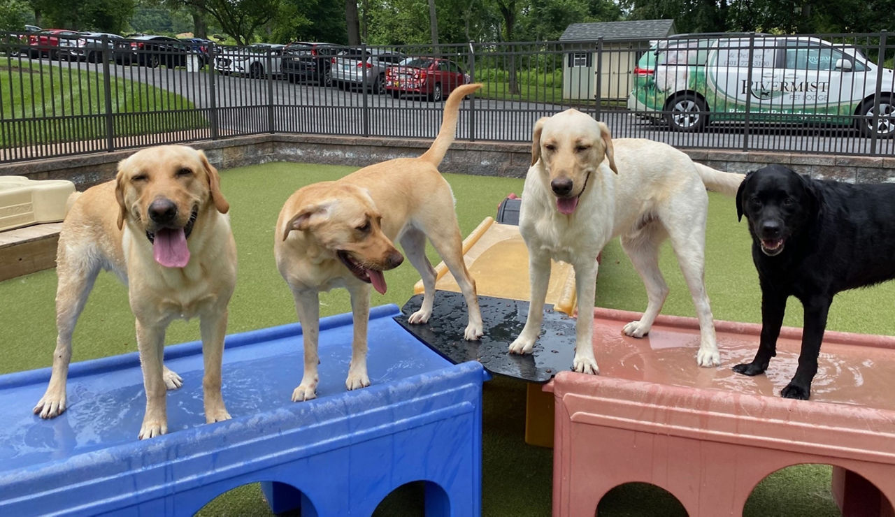 Daycare Pals