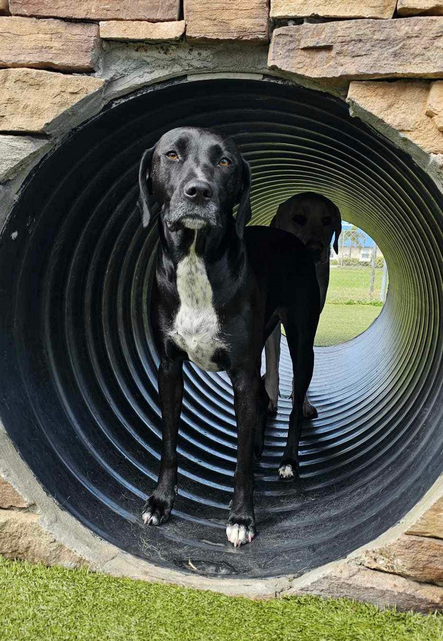 Dog Boarders at k9 kampus