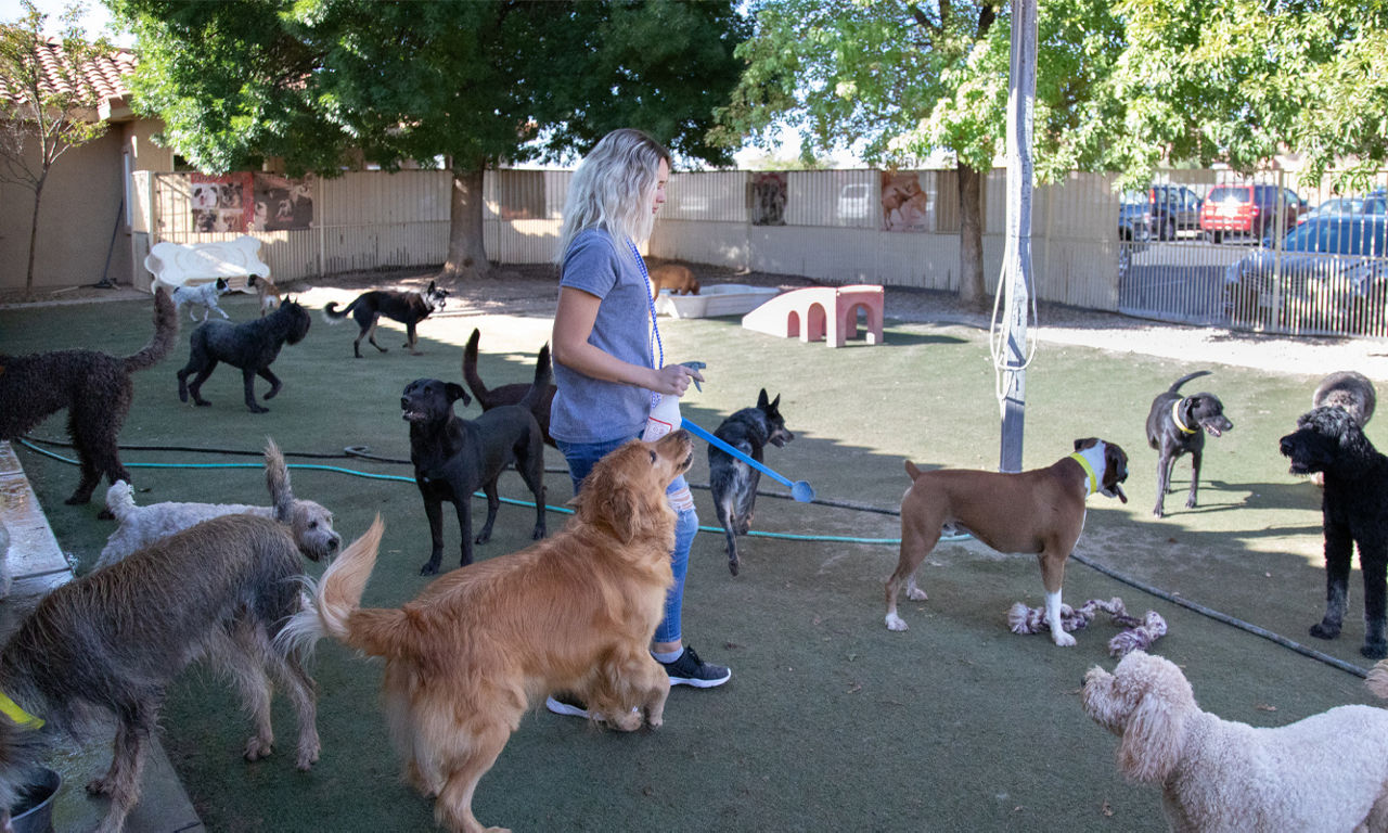 Daycare Dog