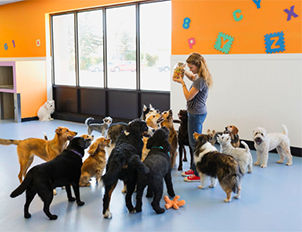 Dogs playing at daycare