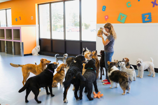 Doggy daycare shop