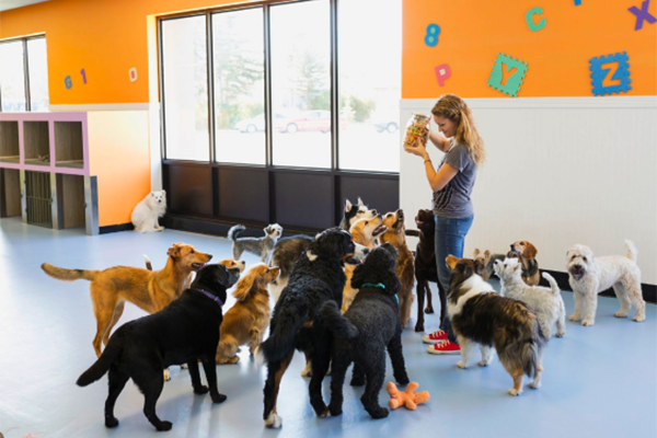 Staff with dogs atdaycare