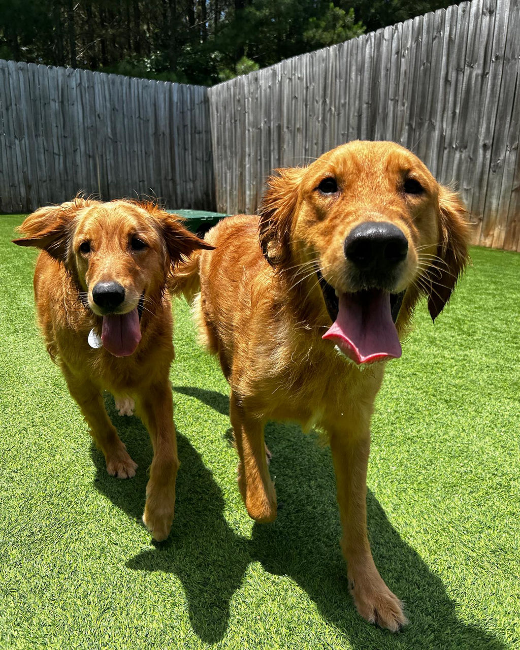 Two dogs chasing each other in grass.