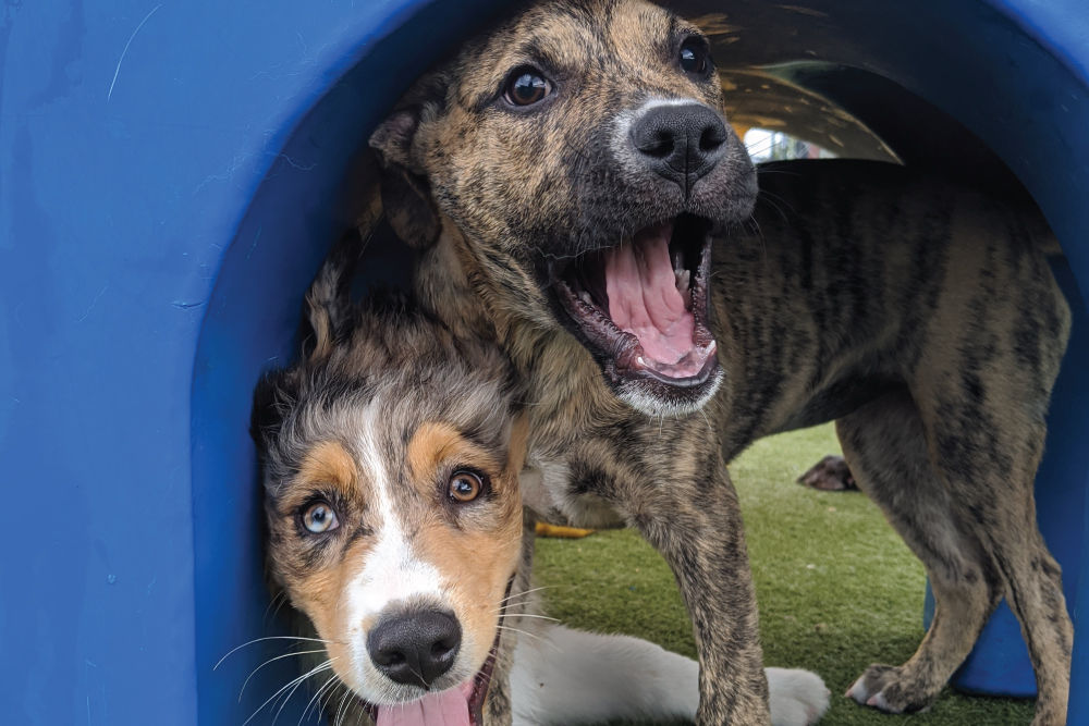 two dogs being silly