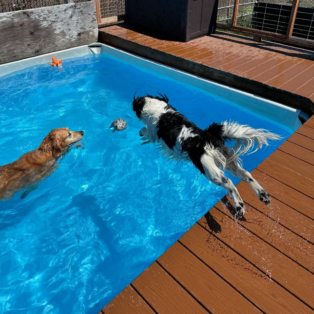 Dog bathing