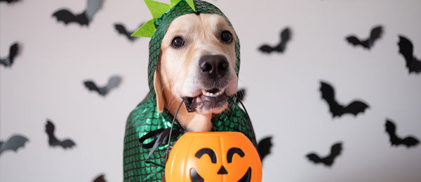 DIY Dog Halloween