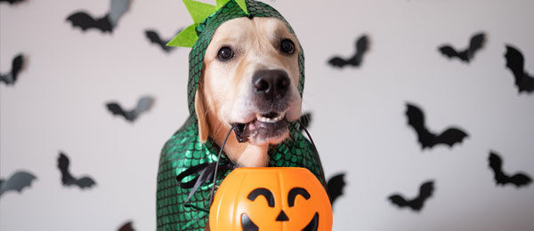Dog in a Halloween cotume