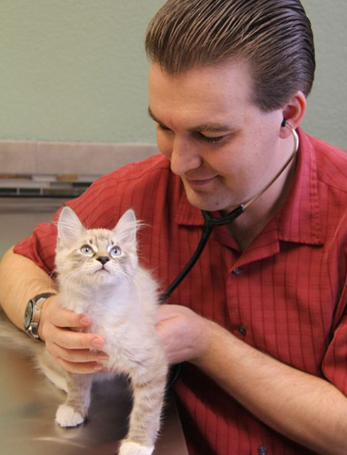 doctor benjamin savard listening to the heart of a kitten with a stethoscope