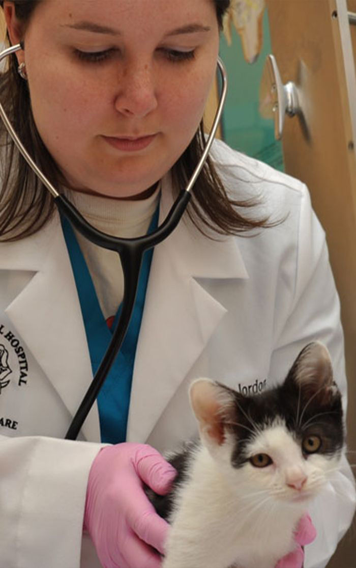 vet with Cat