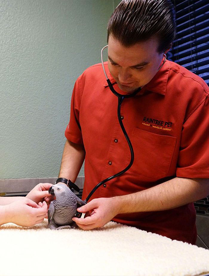 doctor savard checking a cockatoo with a stethoscope