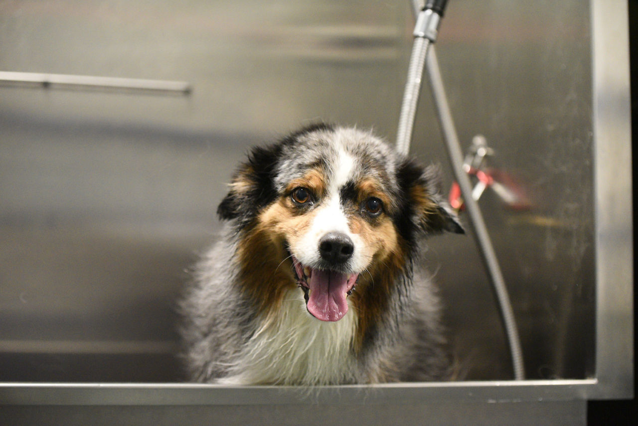 Black and brown dog in a bath licking their lips.