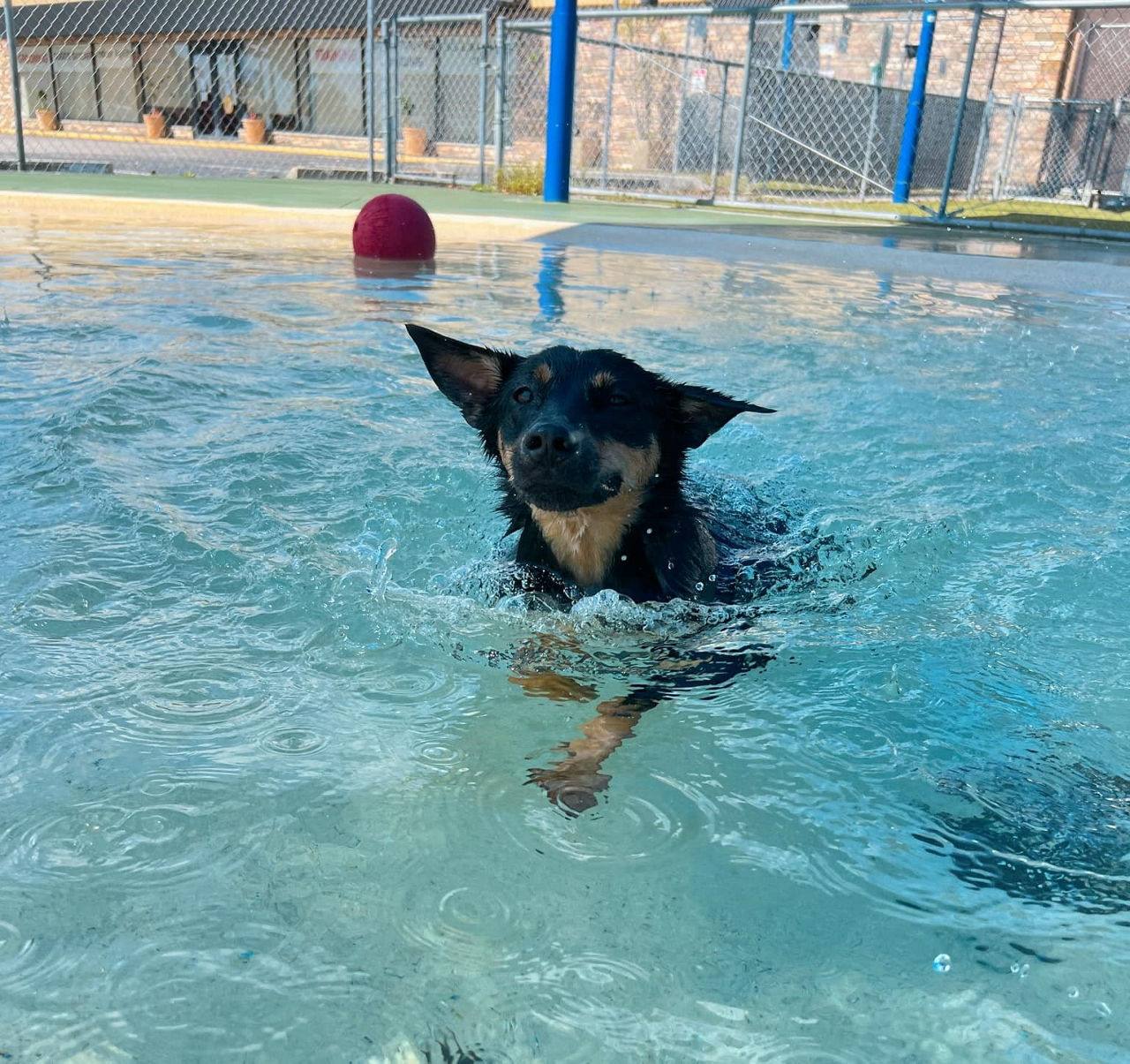 dog in pool