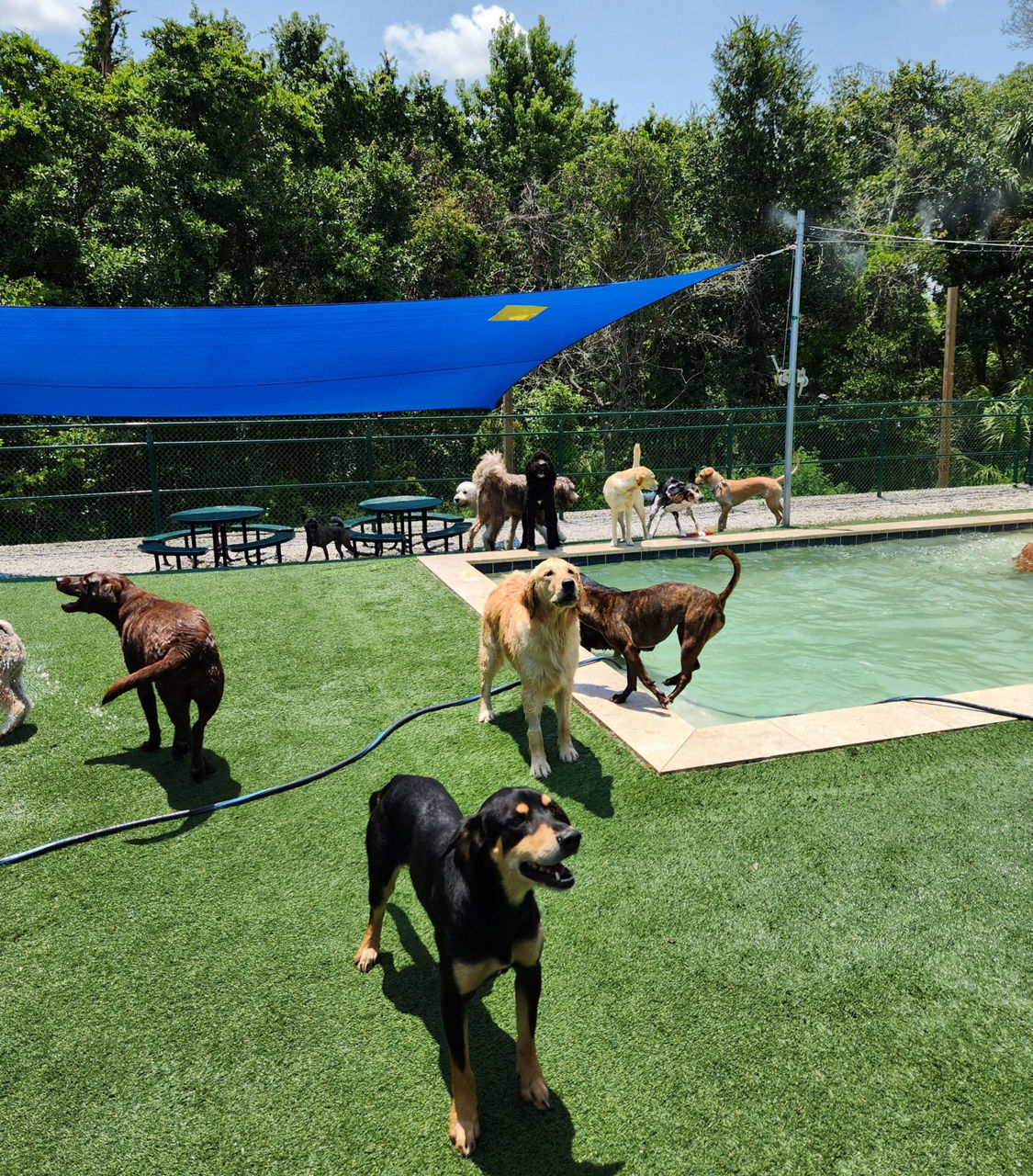 Dog playing in ground