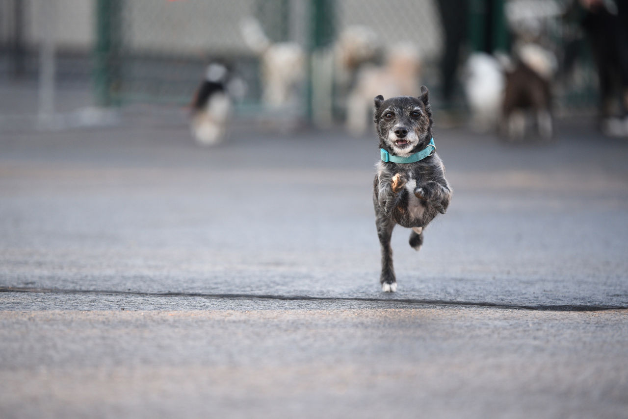 Dog walking ahead of human.