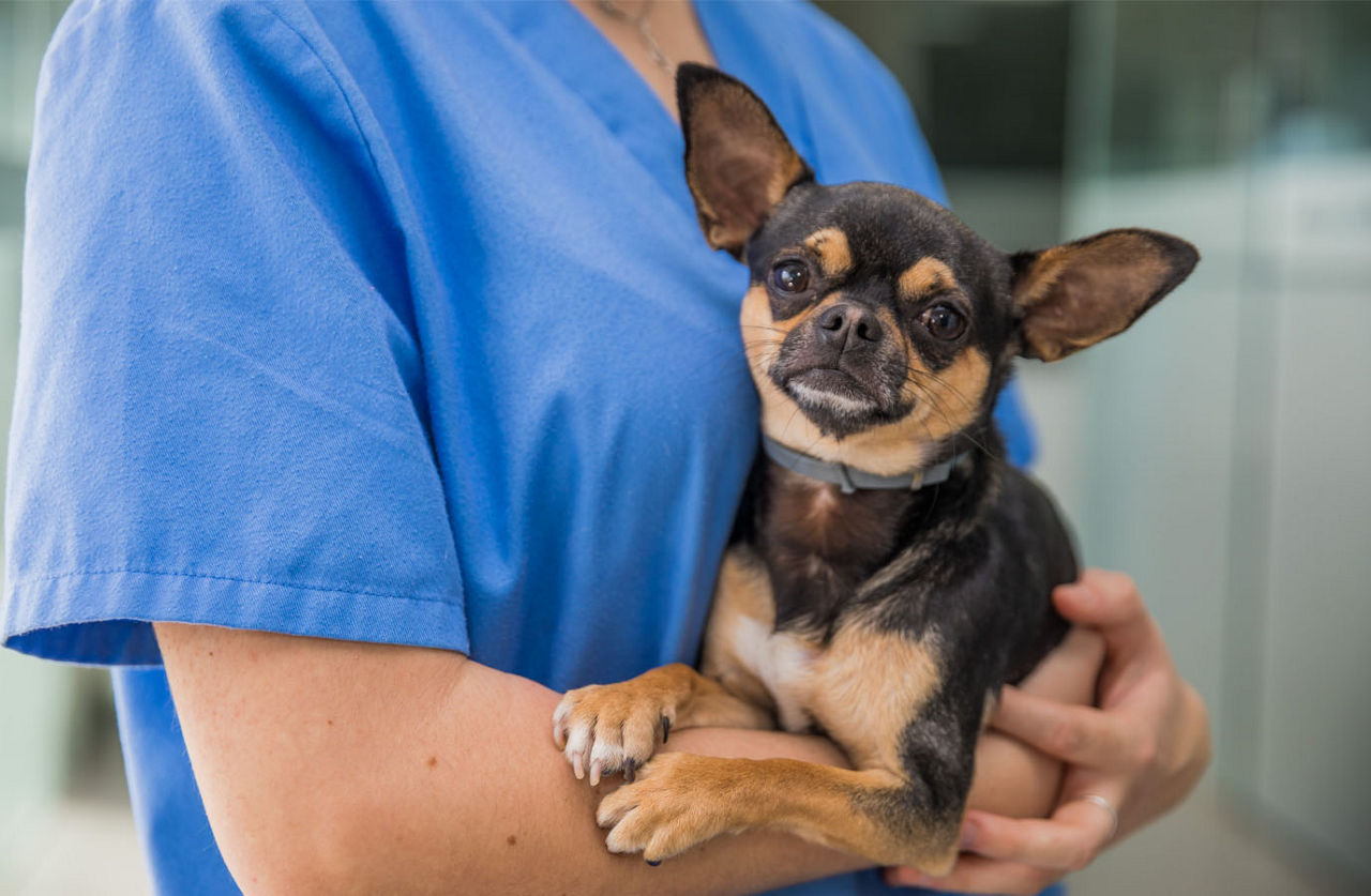 dog in lap of staff