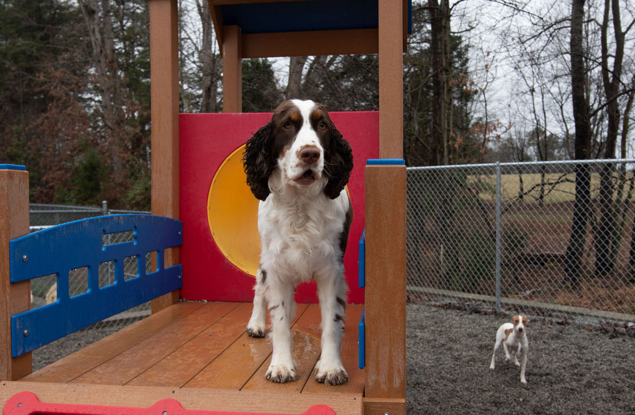 Home Country Kennel in Greensboro