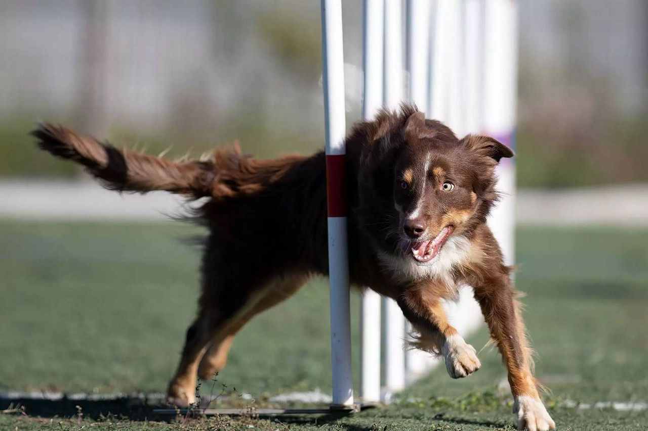 dog is being trained