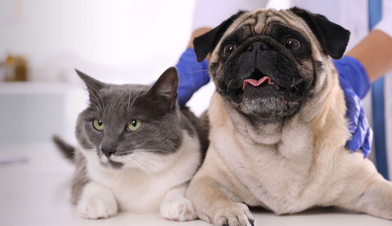 Dog with their head out car window