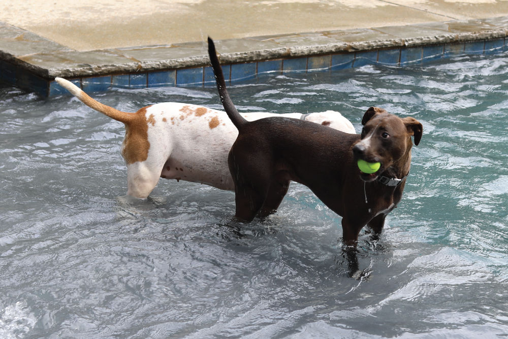 dog ball pool