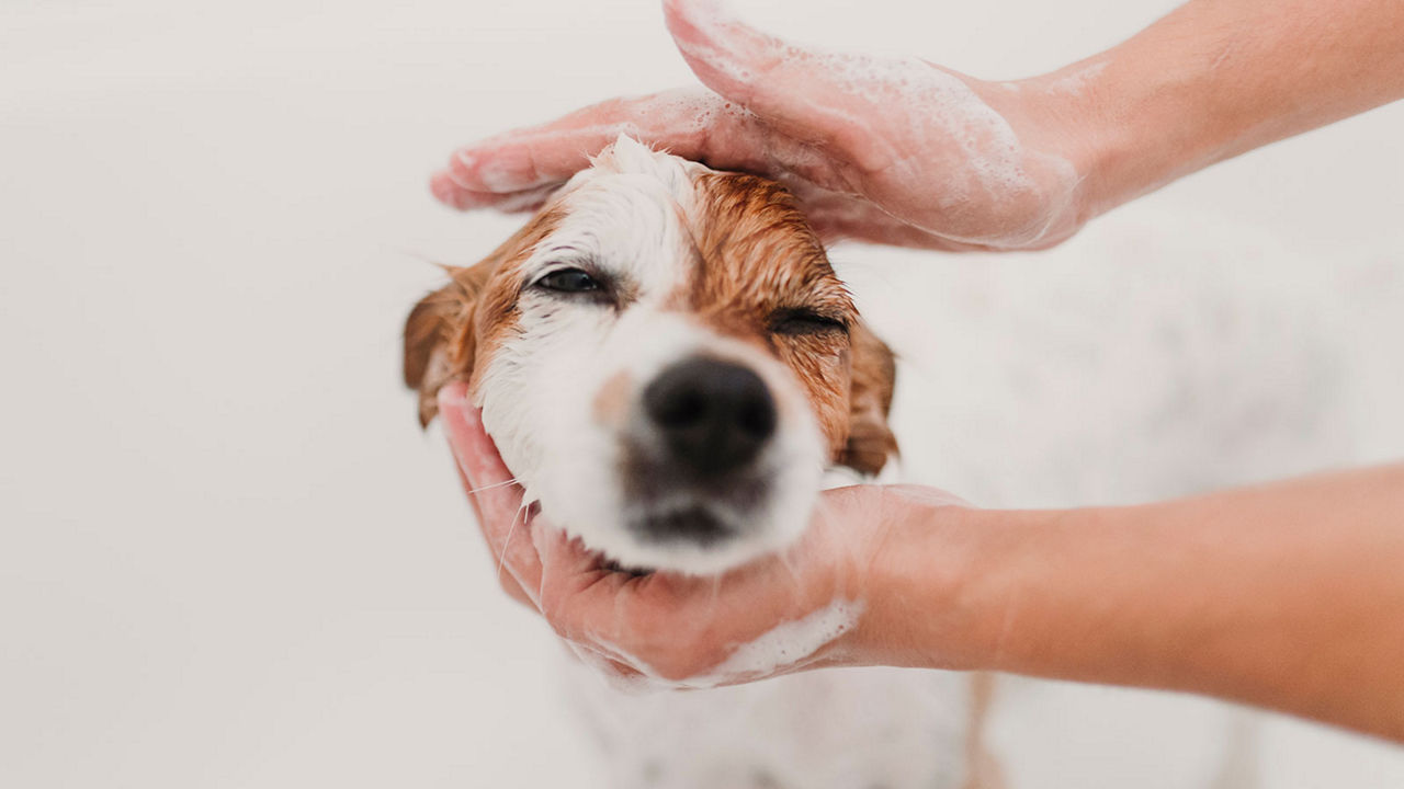 groomer-bathing-dog