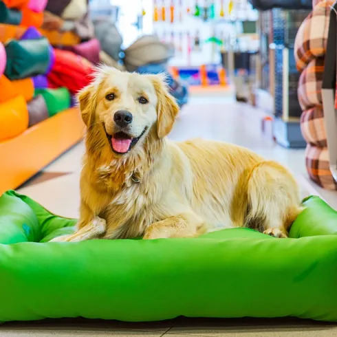 dog on bean bag