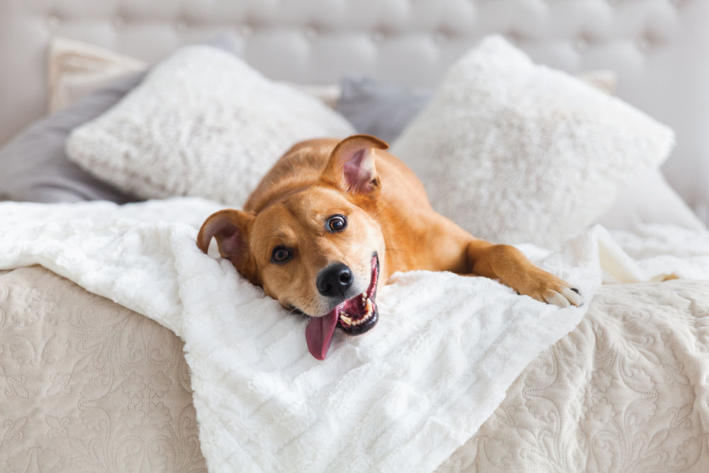 dog laying in white bed smiling with tongue out