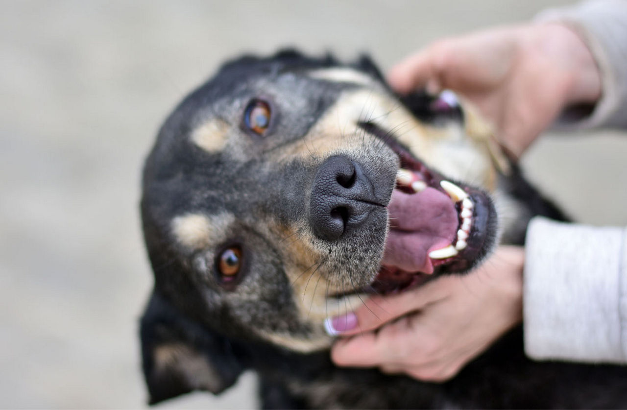 dog showing teeth