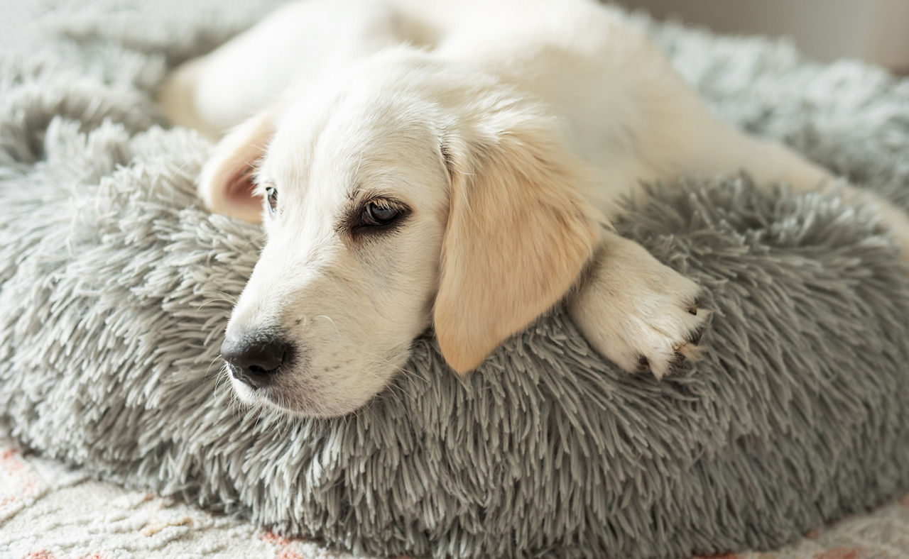 A puppy of a golden retriever is resting in a dog bed. Home pet.