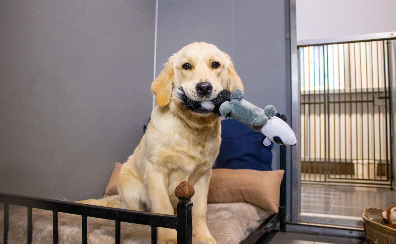 8 Month old Golden Retriever on 4 poster bed in luxary kennel