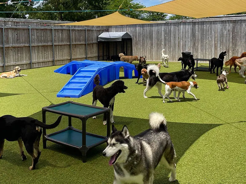 dog boarding facility