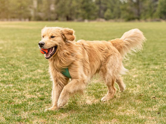 dog with ball in mouth