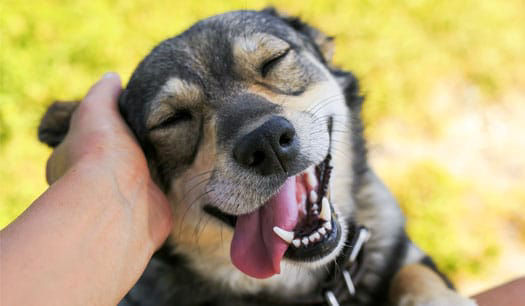 Pet Me Scratch Me Kennels