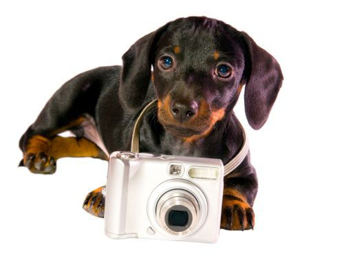 dog-camera - 1